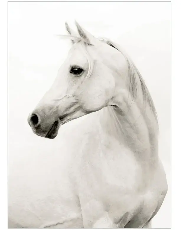 Vintage Botanical Portrait Stallion