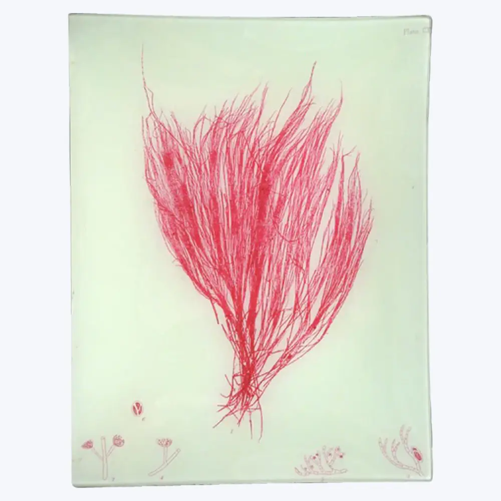 Blush Seaweed Rectangular Tray